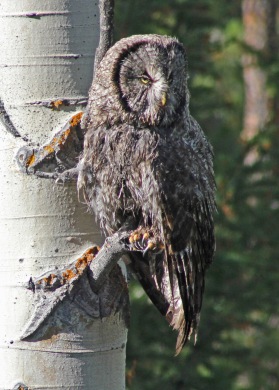 great gray owl, Wyoming